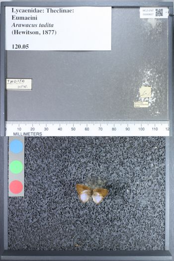 Media type: image;   Entomology 69827